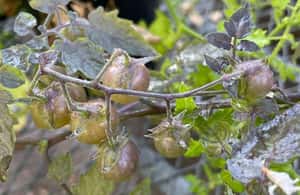 番茄的逆襲！加拉巴哥群島的野生番茄「退化」，重新產生祖傳毒素　科學家：因為環境太苦了