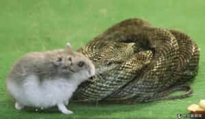 從飼料變朋友  日本動物園內老鼠與蛇相親相愛小故事