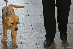 導盲犬非萬能 盲友安全需眾人協助