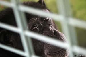 美國終止黑猩猩實驗 送庇護所安老