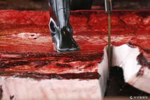 科學目的不足信  國際法院判日本須暫停捕鯨