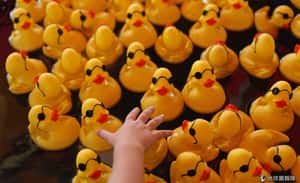 快放開那隻鴨！ 洗澡玩具越洗越髒