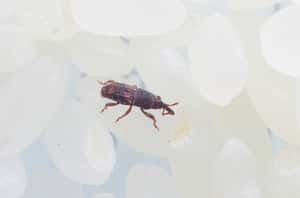 【地球圖書館】「我的食物裡有蟲！」搭乘飲食便車的訪客