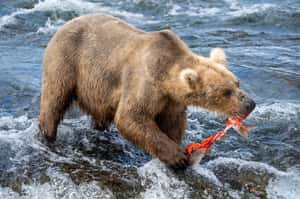 （2025更新）胖熊爭霸週開跑：去年冠軍攜子回歸、亞軍負傷參賽，今年美國最肥的熊會是誰？