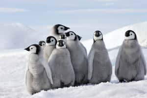 皇帝企鵝列入「瀕危」物種　南極海冰消融導致企鵝寶寶集體溺斃