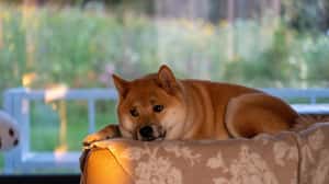 「規工欸」要怎麼用英文說？用英文來說這些 2021 年的流行語！