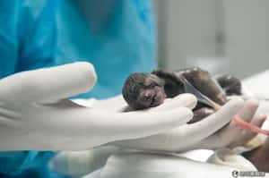 頭一遭 樹懶剖腹生寶寶