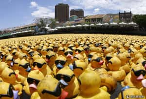 歐美也瘋鴨 美國小鴨賽跑合法化