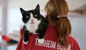 德國收容所如何做到認養率95%？參訪全歐最大柏林動物之家Tierheim Berlin