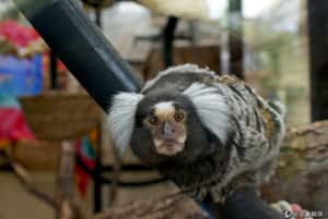 2014十大最萌動物