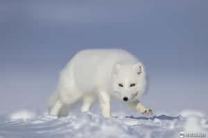 4個月從挪威到加拿大 小北極狐走超過4千公里創紀錄