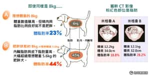 4隻家犬1隻胖 日本推犬用體脂計