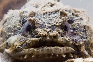 蟾魚的情歌世界  整個海底都是我的KTV