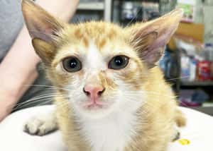 「沒有2倍聽力，但有雙倍可愛！」美國收容所找到超稀有四耳貓咪Audio