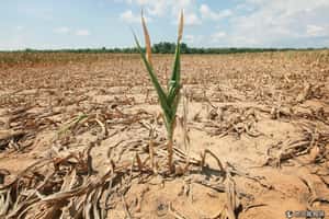 糧食危機！乾旱重創美國玉米生產區