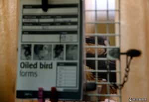 其實我不想洗澡  大量油汙包覆羽毛近千海雀等待救援