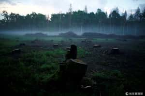 歐洲最後一片原始林