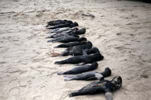 「每走幾步就會看到」  納米比亞海灘出現數千隻海狗寶寶遺體