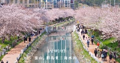釜山｜影島東三海水川 동삼해수천：悠閒漫步在河川旁的櫻花道路