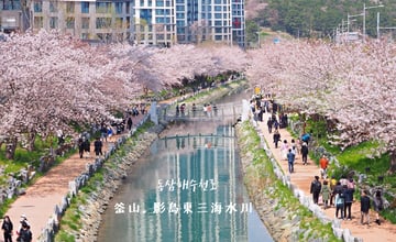 釜山｜影島東三海水川 동삼해수천：悠閒漫步在河川旁的櫻花道路