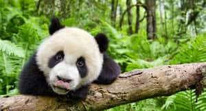 【地球放映室】《地球：奇蹟的一天》療癒百分百  帶你看盡38種珍奇動物的華麗冒險