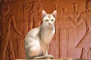 【埃及文化講座】古埃及人愛貓之謎：千面Bastet