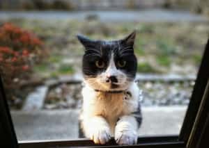 為什麼法國成歐洲棄養寵物之最？