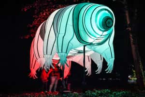 沒有水也活得了  世上最強悍生物的秘密