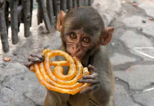 印度旅遊必備！不拉肚子秘笈：到底能吃些什麼？