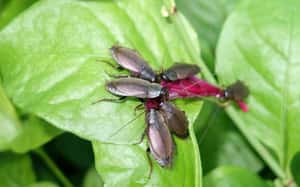 你不能錯過！蟑螂奶提供正常牛奶 3 至 4 倍的高含量蛋白質