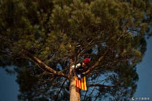 西班牙松樹祭   高掛松樹祈好運