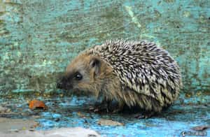 保護刺蝟 英國肯德基停產奶昔杯