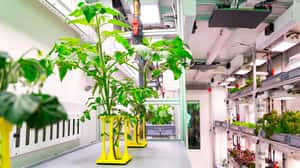 不用土就能種植物  奈及利亞的「氣耕」革命