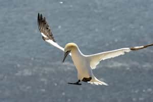 海鳥經濟學正式開課 第一課：海鳥便便值千金