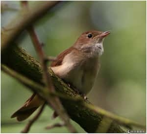 夜鶯動人鳴叫 說的是爸爸經！