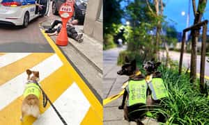 「與狗同行好安心」遛狗散步還能預防犯罪，南韓首爾寵物狗巡邏隊出動！