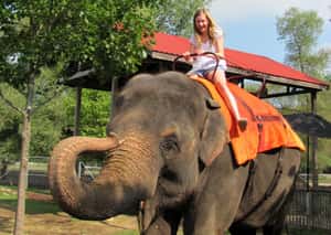 一隻大象之死  揭露觀光業真相