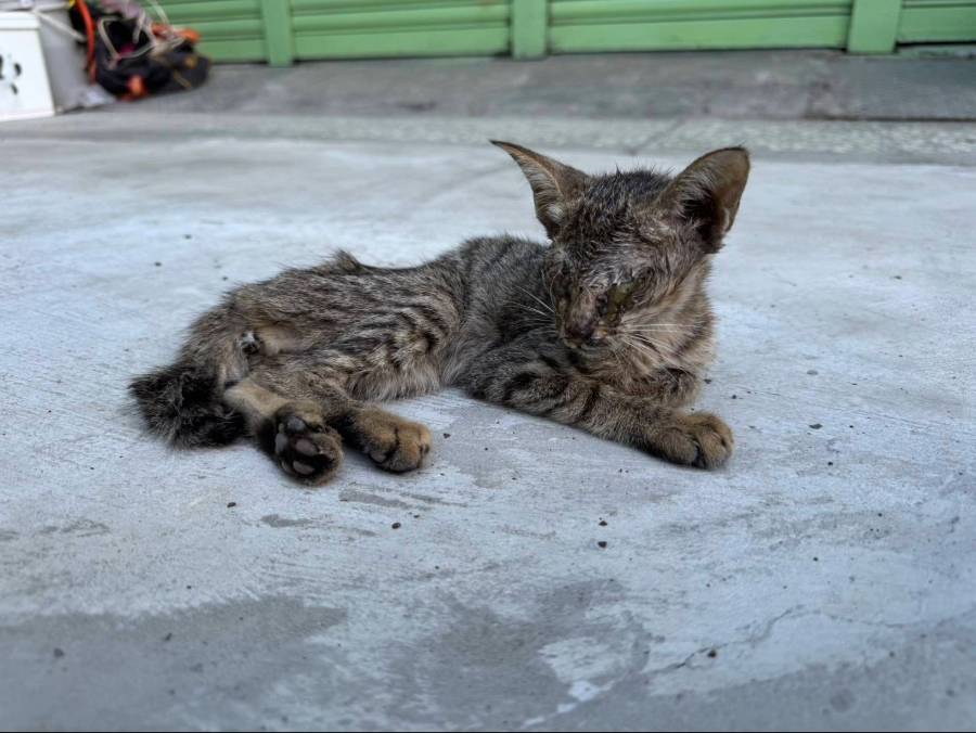 幼貓街頭獲救重生　新北五股動物之家迎接幸福認養