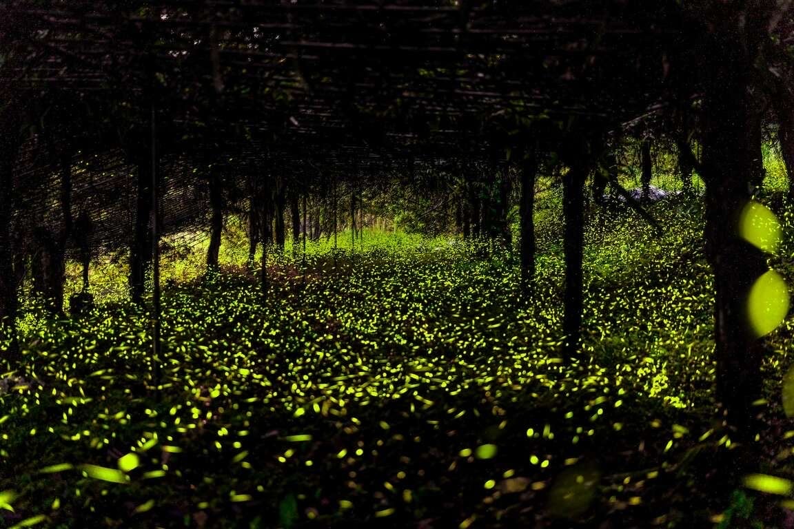 高雄那瑪夏賞螢全攻略 此生必追絕美螢光等妳來