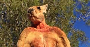 澳洲猛男袋鼠過世  回顧牠和飼育員的兄弟情深