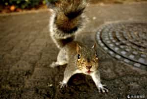 專家：小動物的世界都是慢動作