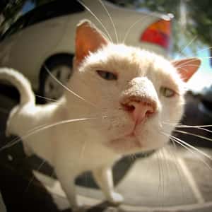 原來貓咪有表情，只是鏟屎官看不懂？