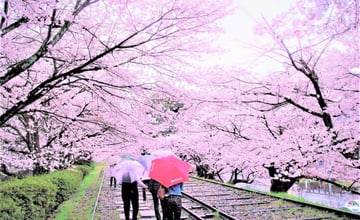 京都櫻花景點推薦🌸 具特色結合鐵道且美麗浪漫的櫻花景點！