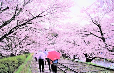 京都櫻花景點推薦🌸 具特色結合鐵道且美麗浪漫的櫻花景點！