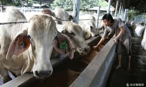 外交關係惹禍？印尼大減澳牛進口量