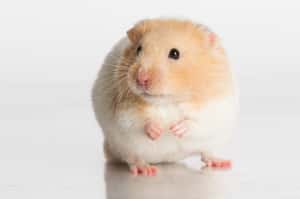 倉鼠上不了飛機   主人：航空公司要我把牠沖下馬桶