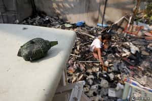 千年古寺屬於誰  泰柬領土爭議定案