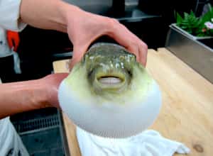 全員急尋河豚中 日本超市賣出河豚肝臟引焦慮