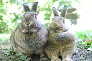 「兔子不是寵物，是2.5公斤的肉」委內瑞拉抗飢荒