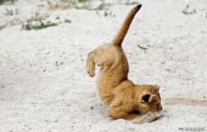 【吸起來的地球 24小時】07/08 萬獸之王(迷你版)